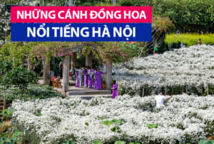 Những cánh đồng hoa nổi tiếng Hà Nội gần sân bay Nội Bài