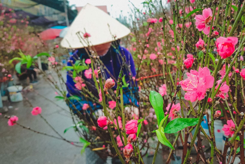 Chợ hoa Nhật Tân cách sân bay Nội Bài 20 kilomet